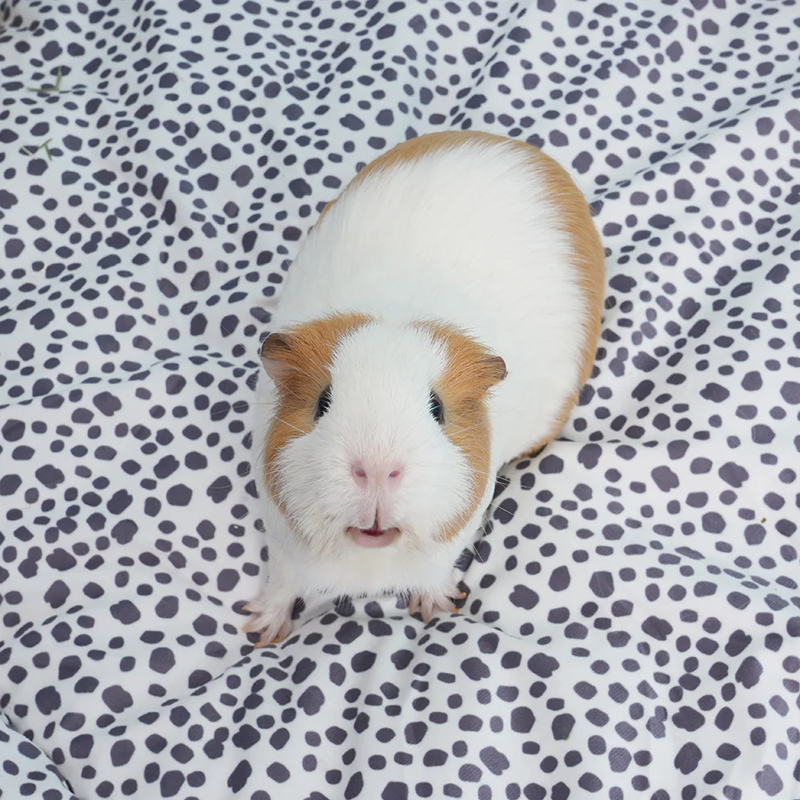 Plush Fleece Liner for Guinea Pigs | Dalmatian Collection - Image 2