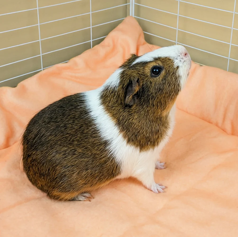 Plush Fleece Liner for Guinea Pigs | Pigcasso Collection - Image 4