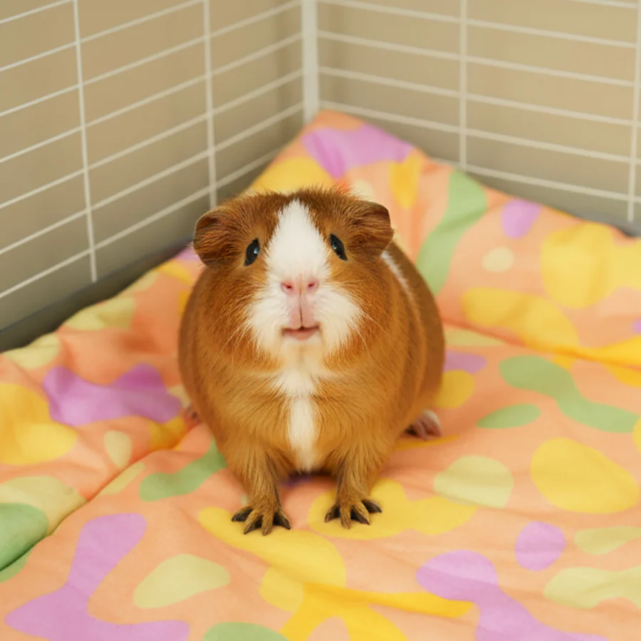 Plush Fleece Liner for Guinea Pigs | Pigcasso Collection - Image 6