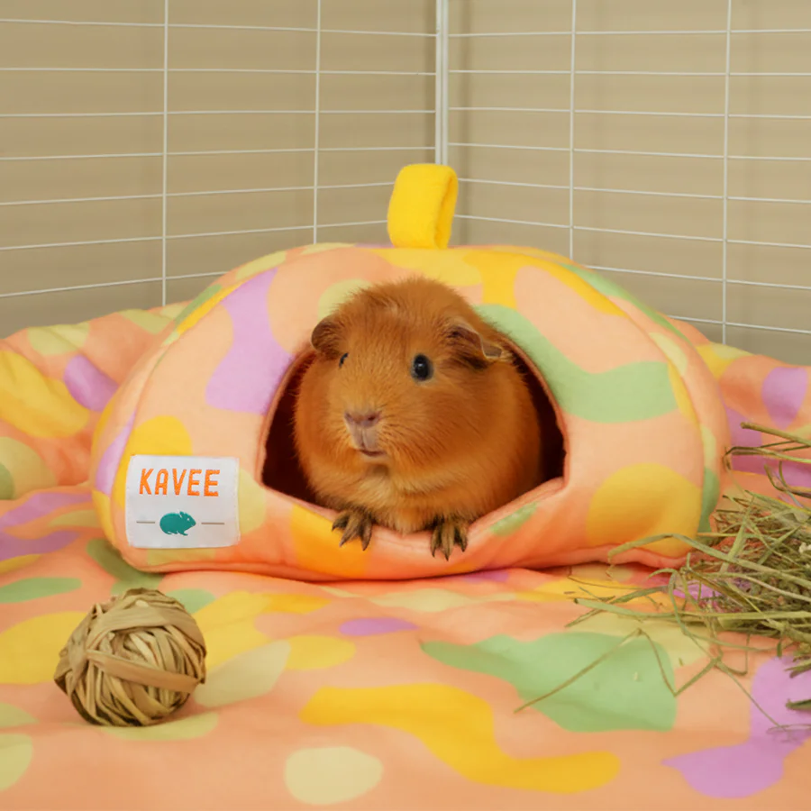 Guinea Pig Hide | Pigcasso Collection - Image 4
