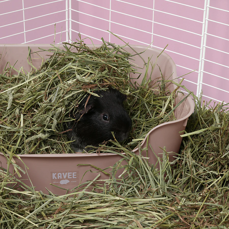Litter Box for Guinea Pigs & Rabbits - Image 5