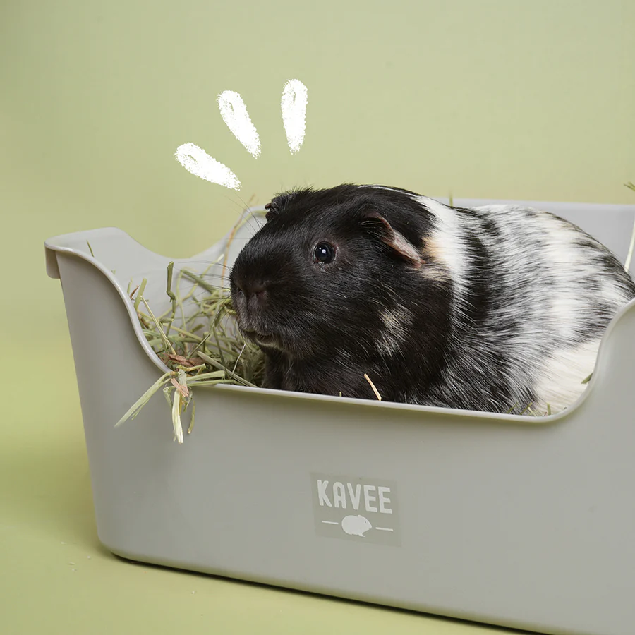 Litter Box for Guinea Pigs & Rabbits - Image 8