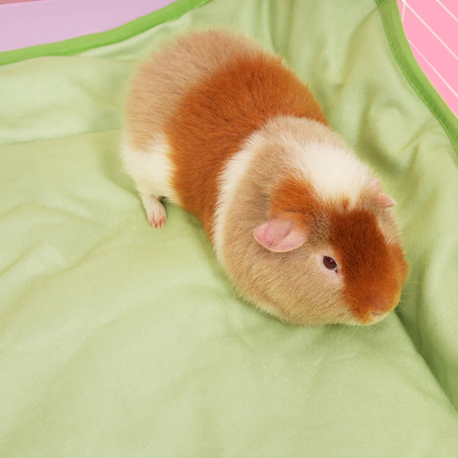 Plush Fleece Liner for Guinea Pigs | Strawberry - Image 4