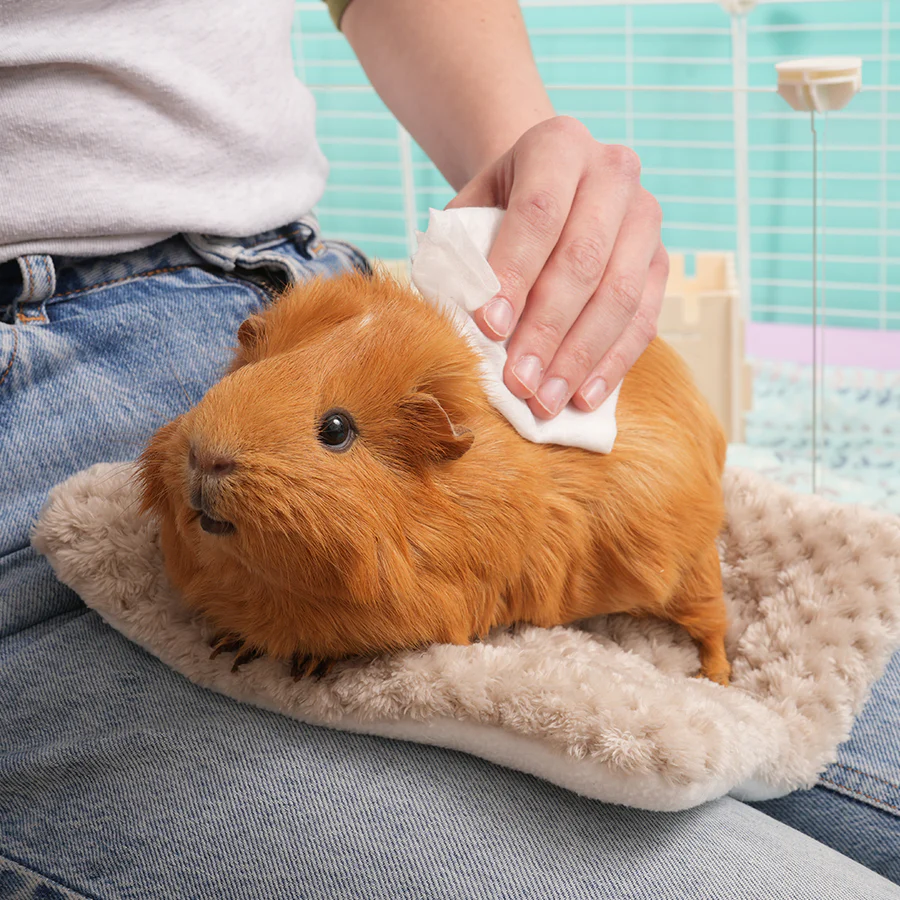 Wipes for Guinea Pigs and Rabbits - Image 2